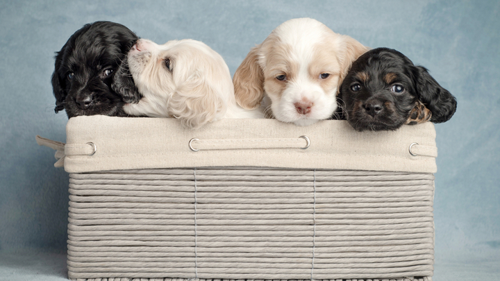 World’s first case of identical twin puppies - Starts at 60