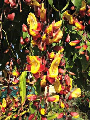 This lovely creeper is thunbergia mysorenis or lady slipper vine.