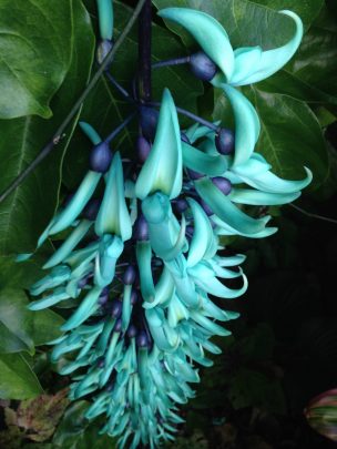 This beautiful plant is a jade vine or strongylodon macrobotrys.