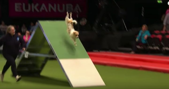 eukanuba jack russell