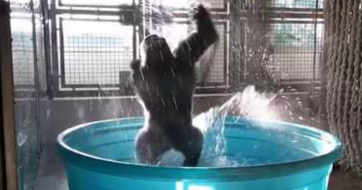 dancing gorilla experiment