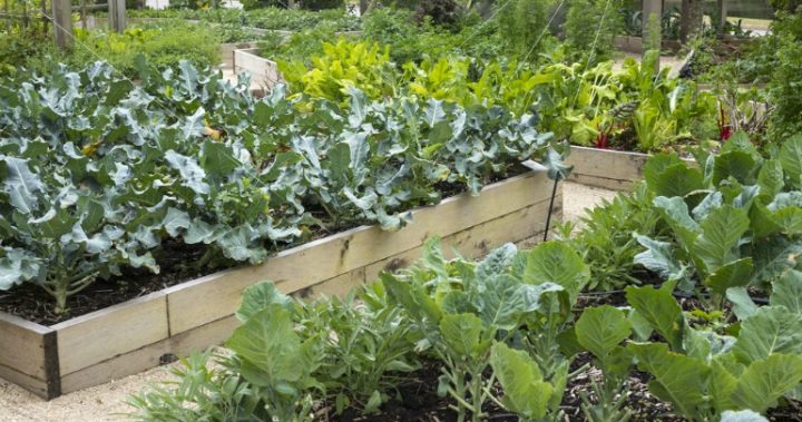 The hidden health dangers lurking in your garden - Starts at 60