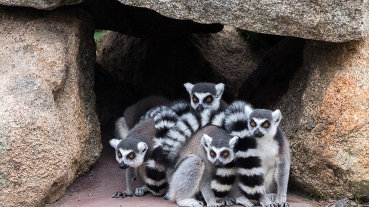 Relive some childhood fun with a special trip to Melbourne Zoo - Starts at  60