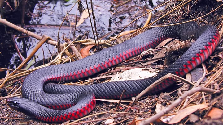 Myth Busters: The truth about how to keep snakes away from your house - Starts at 60 Myth Busters: The truth about how to keep snakes away from your house - Starts at 60