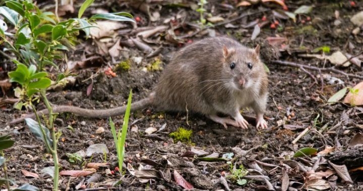 Rid your garden of pesky rats for good without traps or poison - Starts ...