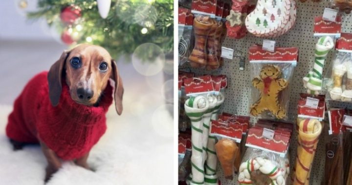 giant dog bones christmas