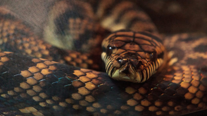 Aussie dad’s quick thinking saves son from grips of giant python ...