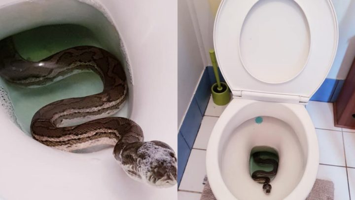 Terrifying Moment Family Spots Large Snake Lurking In Their Toilet   PicMonkey Collage41 720x405 