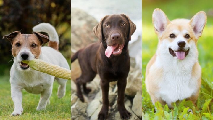 Uk S Favourite Dog Breeds Revealed But Some Popular Pups Don T Make The Cut Starts At 60