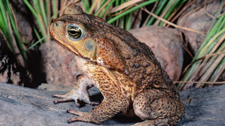 to-kill-or-not-to-kill-rspca-calls-for-end-to-inhumane-cane-toad