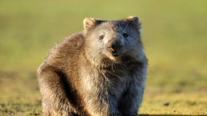 Tassie tourists told to stop taking selfies with wombats - Starts at 60