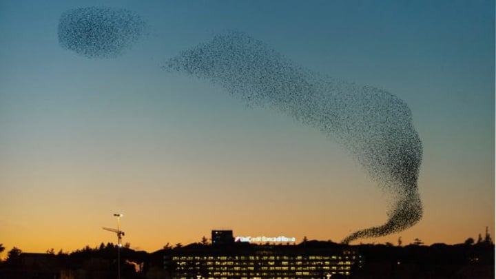 Want to see the incredible starling formations in Rome? Here’s when you ...