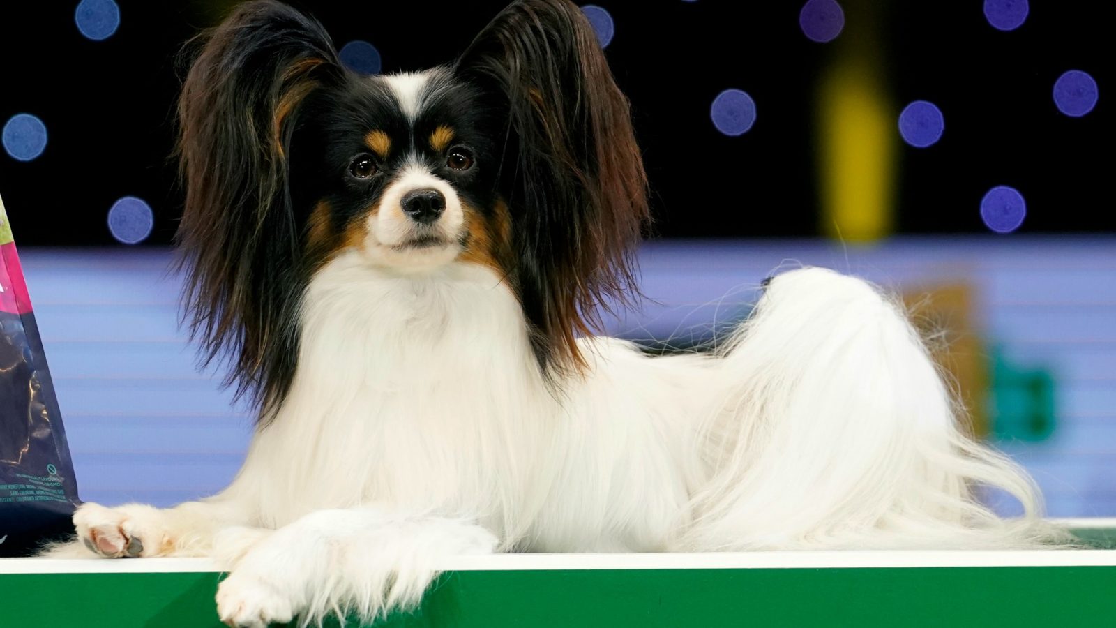 papillon obstacle course 2019