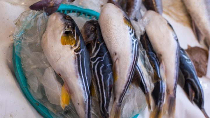 Jenny was travelling in Japan when she ate the deadly delicacy. Source: Getty Images
