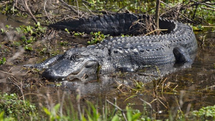 An alligator encountered while walking through the Everglades in Florida, US. Source: Ian Smith