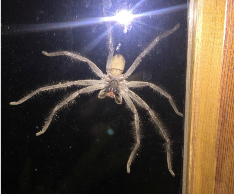 Watch this insanely huge hairy spider gobble down possum