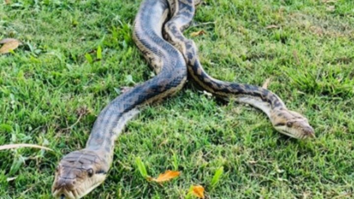 Sssseriously Scary Horror As Mating Pythons Smash Through