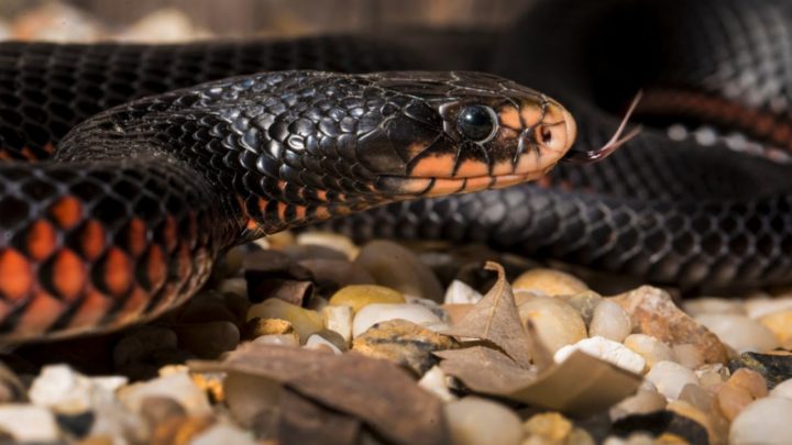 Internet in overdrive as Aussie catches monster red-bellied black snake ...