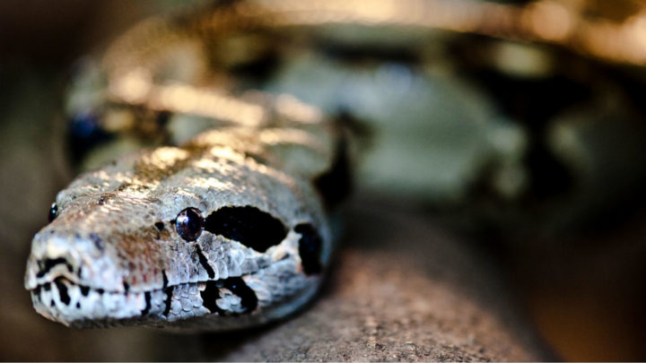 constrictor snake constrictor snake