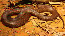 The man reportedly died after being bitten by a western brown snake.