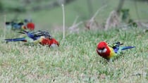 Rosellas are just some of the birds that come to Jenny's place. Source: Getty Images
