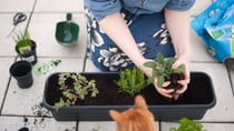 Growing your own is not only a great way to save money,  but also very convenient! Source: Getty