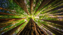 " Imagine if you could go and visit (say) a tree in a forest where your loved one was actually buried and watch it grow and know they were part of that regrowth," writes Brian. Source: Getty Images