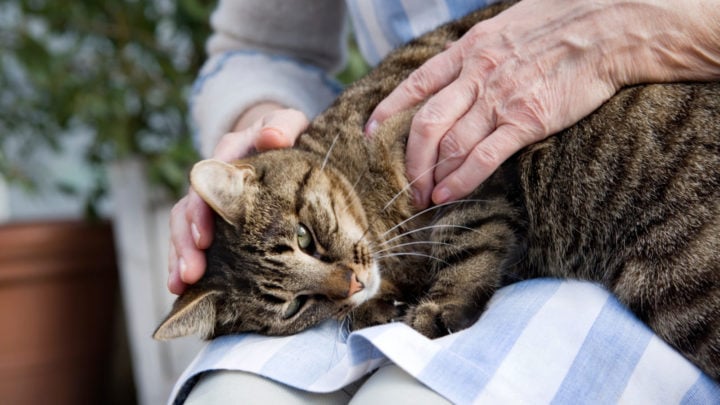 are cats less maintenance than dogs