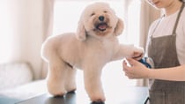 This community writer got thinking about how women are a lot like dogs... Source: Getty.