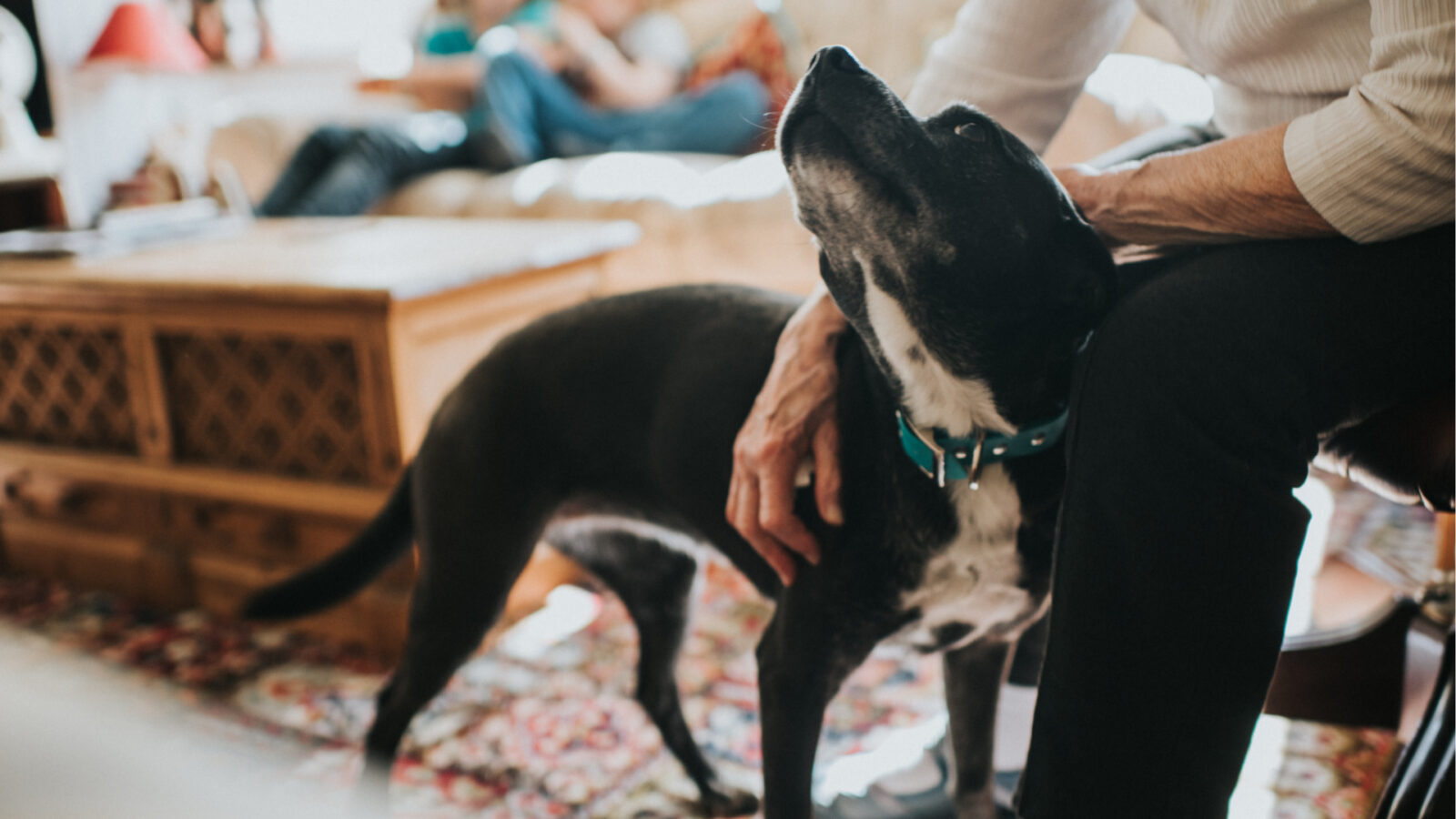 animal supplies online