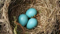 Deciding whether or not to put money into a nest egg can be tricky. Source: Getty.