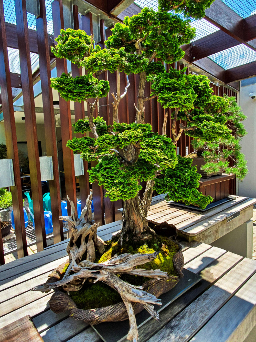 ‘Green and gold The National Arboretum Canberra’ Starts at 60