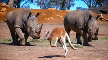 Two White Rhinos at Dubbo's Western Plains Zoo eye off a kangaroo as it hops away. Source: Getty Images