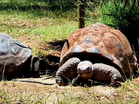 ‘taronga Western Plains Zoo In Dubbo Presents A Truly Immersive