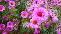 The gorgeous New England aster, also known as Easter Daisies. Source: Getty