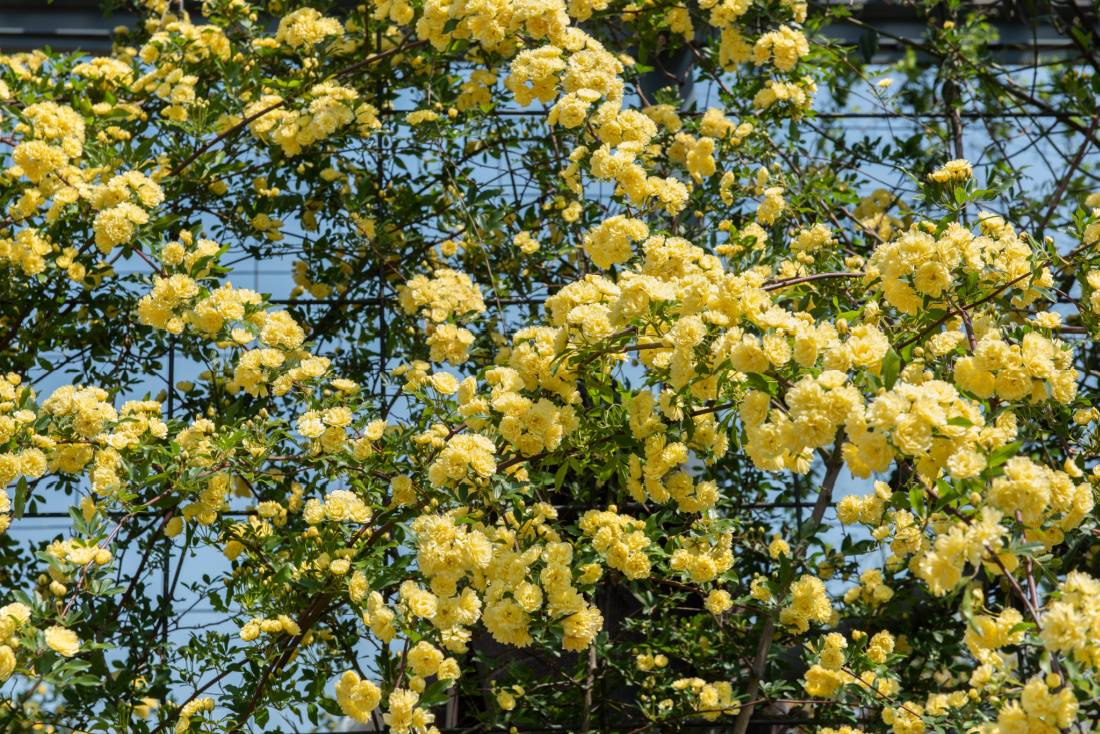 yellow multiflora rose