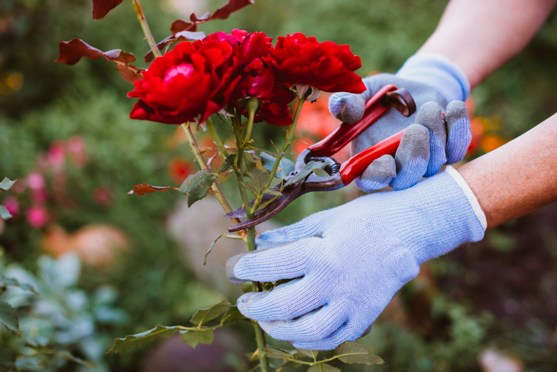 Pruning red rose bush