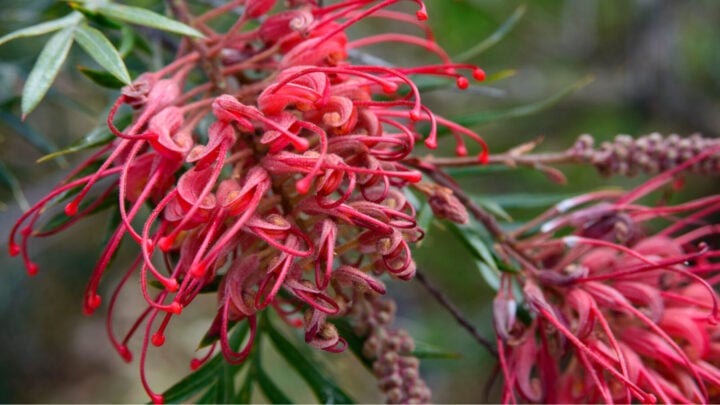 Some Grevillea cultivars, like the ever-popular ‘Robyn Gordon’ (pictured), bloom pretty much continuously in mild climates. Source: Getty