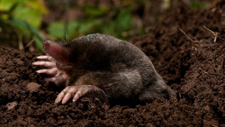 Daily Joke: There were three moles in a hole - Starts at 60