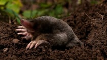 There were three moles in a hole. Source: Getty Images
