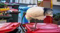 Birds scavenging through bins can be a nightmare, but one Aussie has come up with an ingenious solution. Source: Getty
