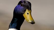 What a cheeky duck! Source: Pixabay