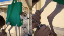 This is one way to get your dog to sit still while you cut their nails. Source: iggyhoney/TikTok