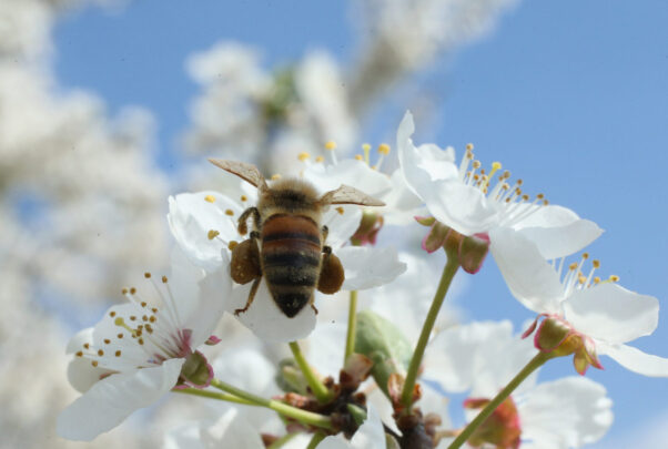 8 great benefits of honey and why raw beats regular every time - Vimarsana News