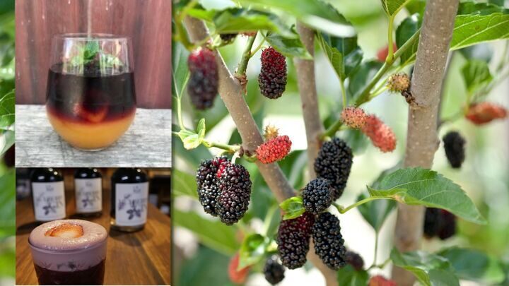 Mulberry Gin is a delightful treat. Source: Getty