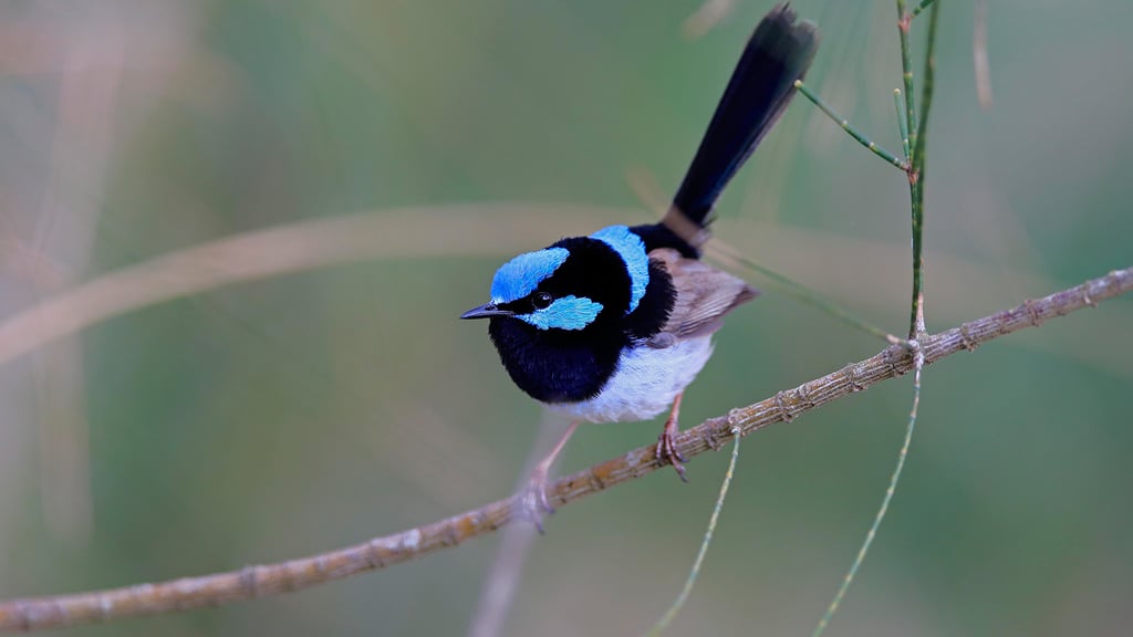 Five easy, accessible Aussie destinations perfect for bird watching