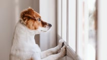 Lonely dogs can connect with their absent owners on the DogPhone. Source: Getty