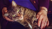 Caring for a cat, bird or other pet can help ease loneliness, relieve depression and anxiety, lower stress and improve your health. Source: Getty Images