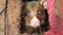 Making a possum drey is easy. Source: @BARN/Facebook