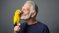 Daily joke: The naughty parrot and naughtier husband!